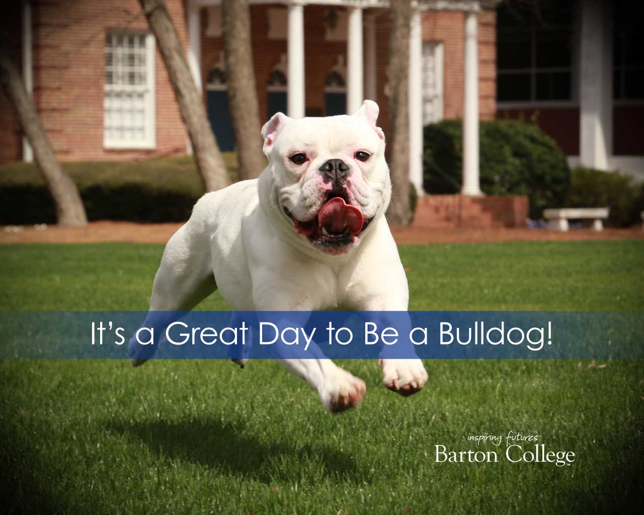 Bulldog running across campus
